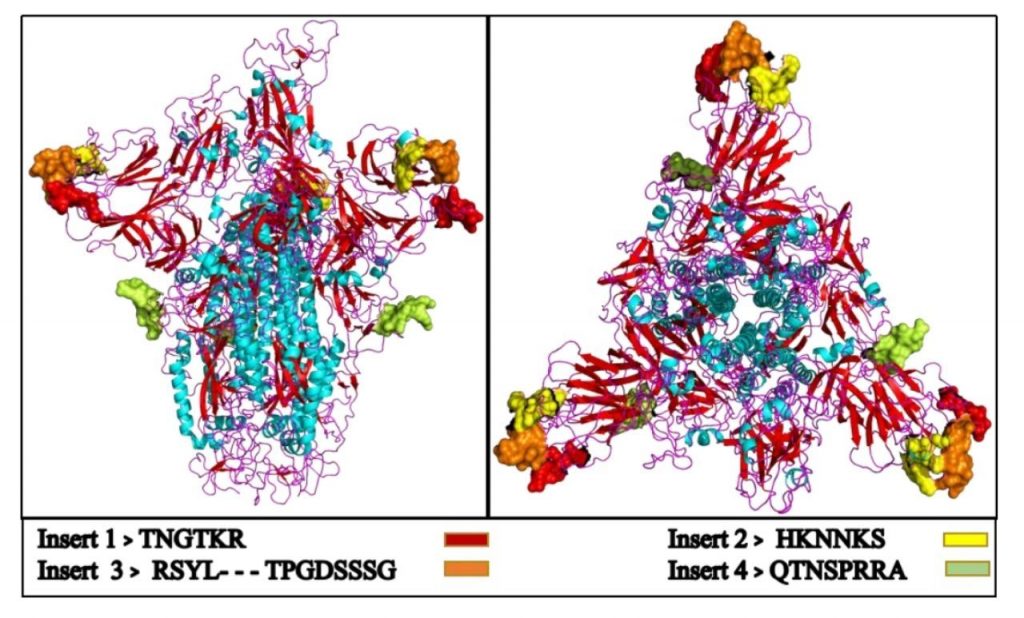 Modelled homo-trimer spike glycoprotein of 2019-nCoV virus