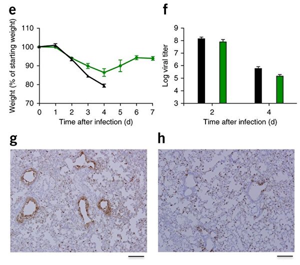 SARS-like cluster of circulating bat coronaviruses shows potential for human emergence