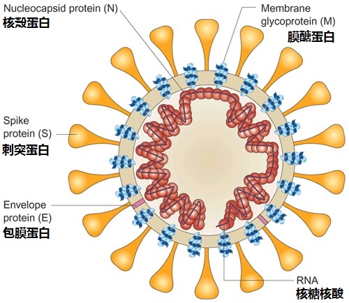 Structural diagram of SARS virus (Joseph S Malik Peiris, Nature Medicine)