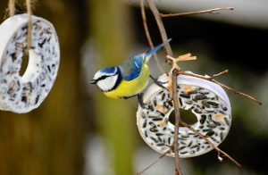 Mysterious Pneumonia Kills 11,000 Birds In Germany