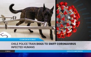 Dogs Sniff Coronavirus