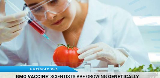GMO Tomatoes Coronavirus Vaccine