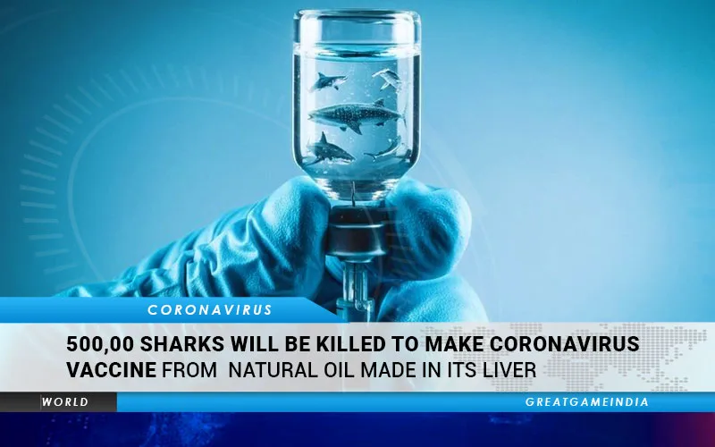 500,000 tiburones serán asesinados para hacer la vacuna contra el coronavirus a partir del aceite natural elaborado en su hígado 