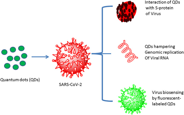 Schematic representation of the actions exerted by QDs on SARS‐CoV‐2. QD, quantum dot; S protein, spike protein; SARS‐CoV‐2, severe acute respiratory syndrome coronavirus type 2