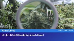 NIH Spent $246 Million Getting Animals Stoned