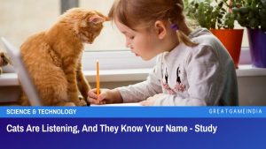 Cats Are Listening, And They Know Your Name - Study