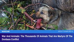 War And Animals: The Thousands Of Animals That Are Martyrs Of The Donbass Conflict