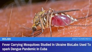 Fever Carrying Mosquitoes Studied In Ukraine BioLabs Used To spark Dengue Pandemic In Cuba