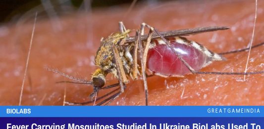 Fever Carrying Mosquitoes Studied In Ukraine BioLabs Used To spark Dengue Pandemic In Cuba