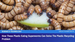 How These Plastic Eating Superworms Can Solve The Plastic Recycling Problem