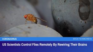 US Scientists Control Flies Remotely By Rewiring Their Brains