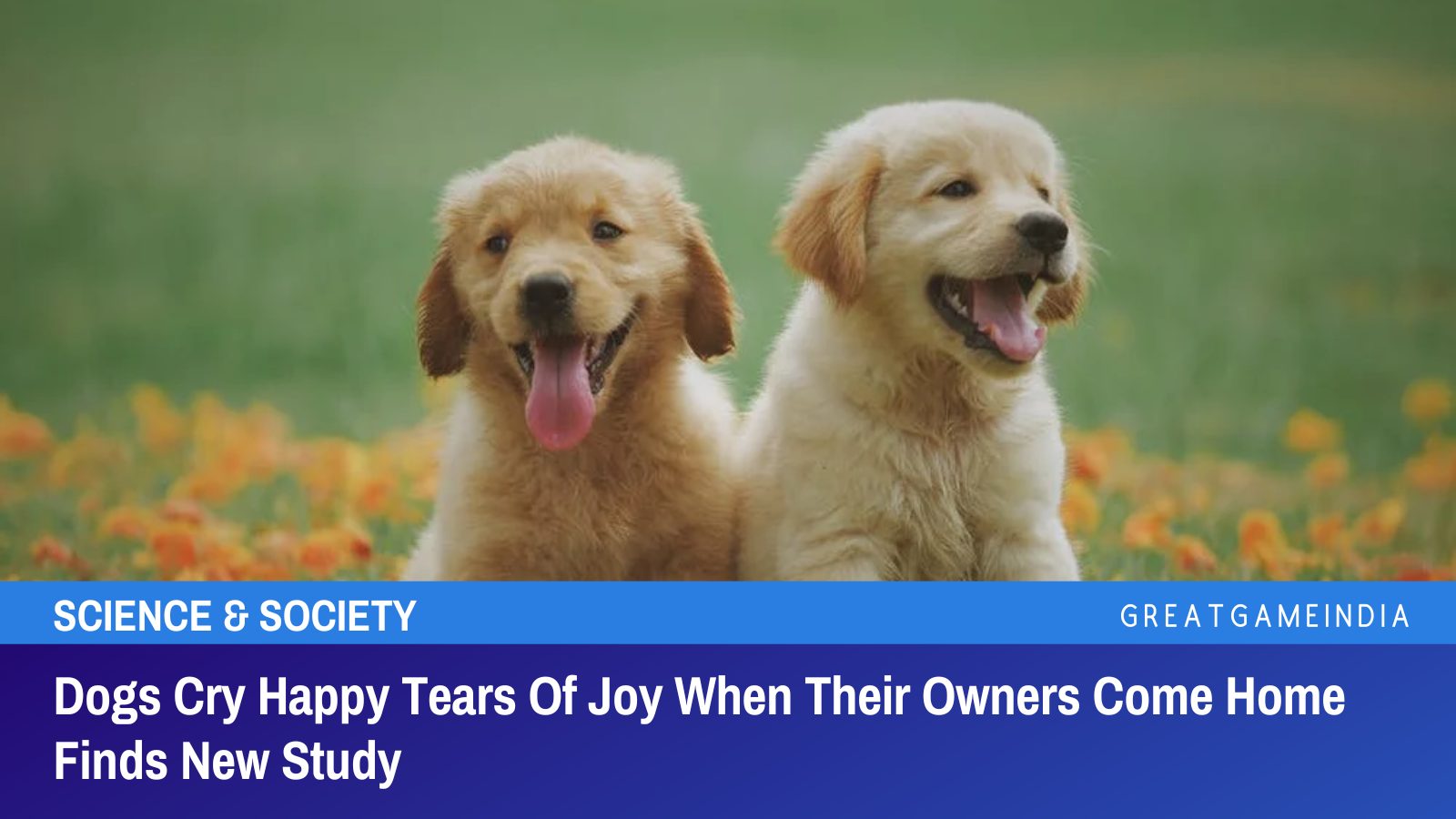 Dogs Cry Happy Tears Of Joy When Their Owners Come Home Finds New Study