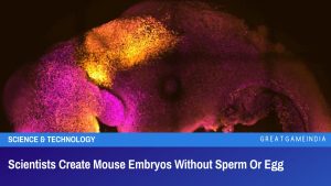 Scientists Create Mouse Embryos Without Sperm Or Egg