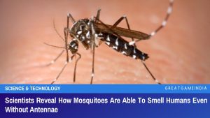 Scientists Reveal How Mosquitoes Are Able To Smell Humans Even Without Antennae