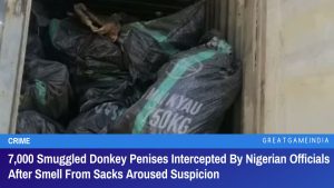 7,000 Smuggled Donkey Penises Intercepted By Nigerian Officials After Smell From Sacks Aroused Suspicion