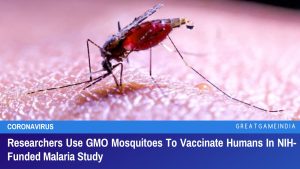 Researchers Use GMO Mosquitoes To Vaccinate Humans In NIH-Funded Malaria Study