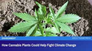 How Cannabis Plants Could Help Fight Climate Change