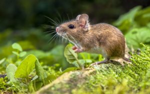 Scientists Create Motherless Mice With 2 Fathers