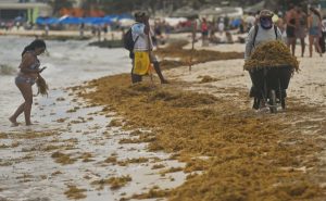 5000-Mile Carpet Of Seaweed That Is Visible From Space Threatens US Beaches