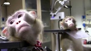 $125 Million To Care For 1,000 Monkeys