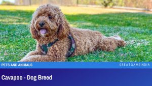 Cavapoo - Dog Breed