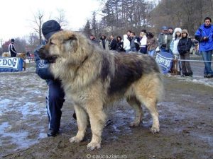 Russian Prison Dogs - Trained To Kill