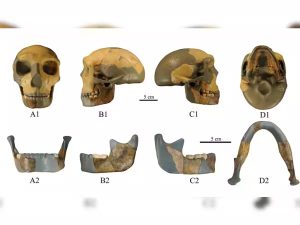 Newly-discovered skull in China baffles scientists