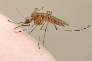 Massachusetts Reports First Human Cases of Mosquito-Borne West Nile Virus