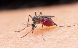 Southern US Border Sees 143% Jump In Imported Malaria 1