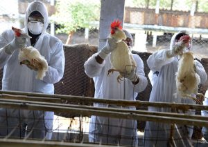 WHO’s Pandemic Treaty And Bird Flu Crisis Both Arriving At Same Time - Coincidence? 1