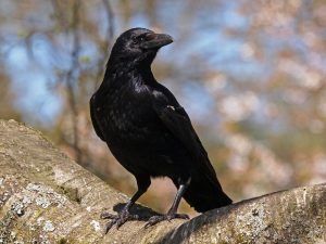 Crows Can Count Up To Four, A New Study Finds 1