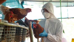 FDA Preparing For Possible Bird Flu Spread Among Humans: Commissioner 1