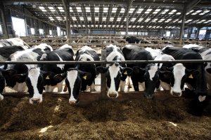 Gain-Of-Function May Explain Bird Flu Jump To Cows And Humans 1