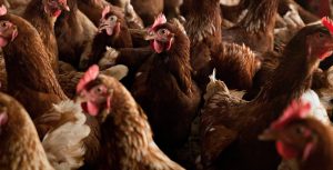 Finland To Start Bird Flu Vaccinations For Humans 1