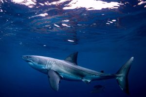 How AI Is Saving Swimmers From Great White Shark Attacks 1