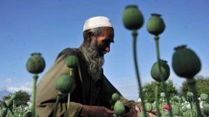 Inside Afghanistan's War On Opium 1