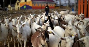 Goats vs. Missiles: Why North Korea Is More Excited About Livestock Than Advanced Weaponry 1