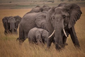 Zimbabwe And Namibia To Feed The Hungry With Elephant Meat Amid Drought Crisis 1