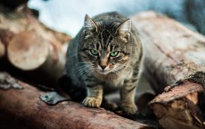 Australia's $60 Million War Against Cats 1