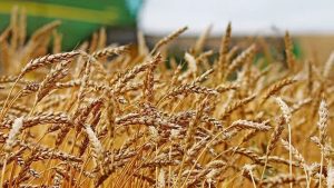 Algeria Blocks French Companies From Wheat Import Contracts 1