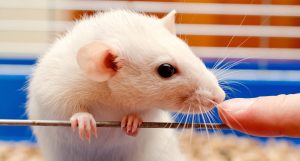 5G Radiation Alters Brain Tissue Of Rats In Groundbreaking Experiment 1