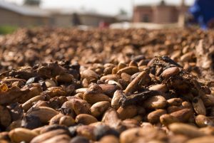 How Cocoa Beans Beat Bitcoin 1